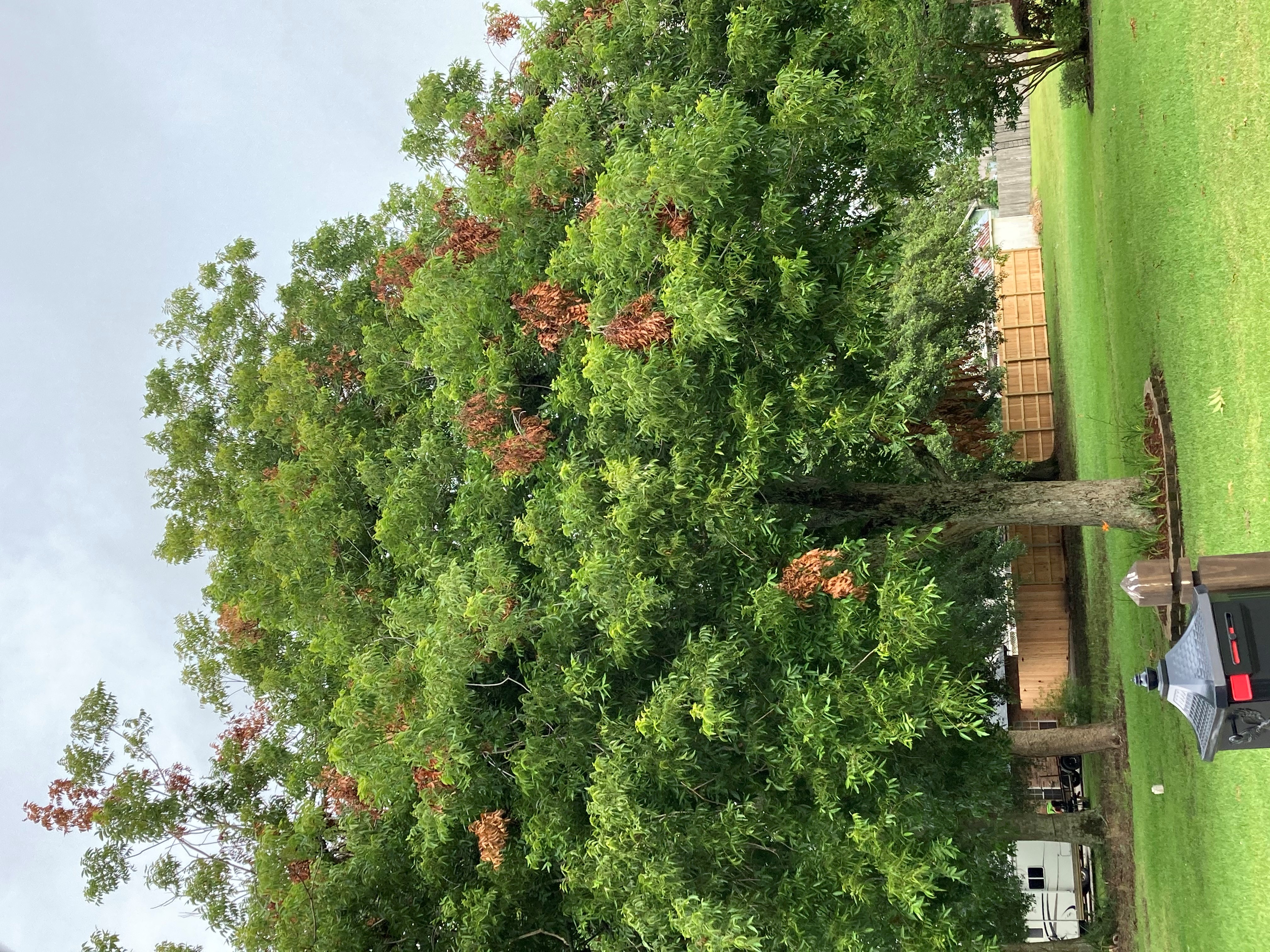 squirrel damage to pecan treejpg